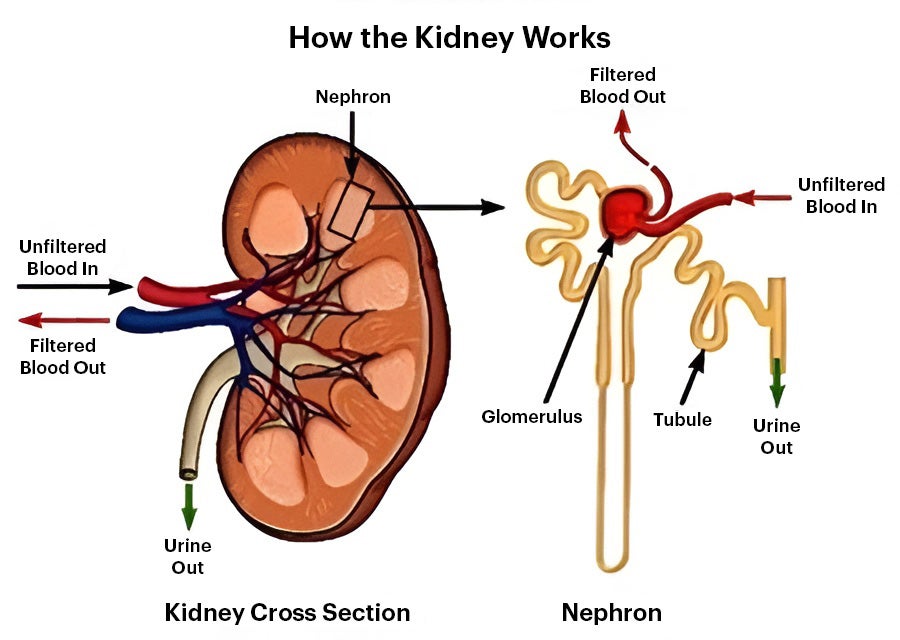 A kidney nephron and a glomerulus. Glomeruli filter out waste products.