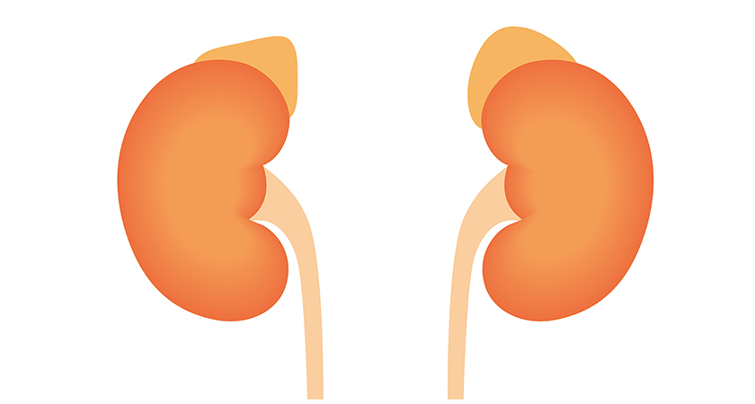 Your Kidneys: Do You Know These Facts? | National Kidney Foundation