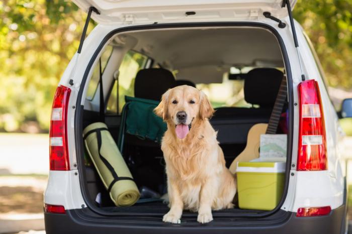 best_vehicle_in_2019_for_dog_owners_-_kidney_car_-_4mp.jpg