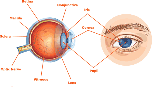 Retina Problems: Warning Signs You May Have a Retinal Disease