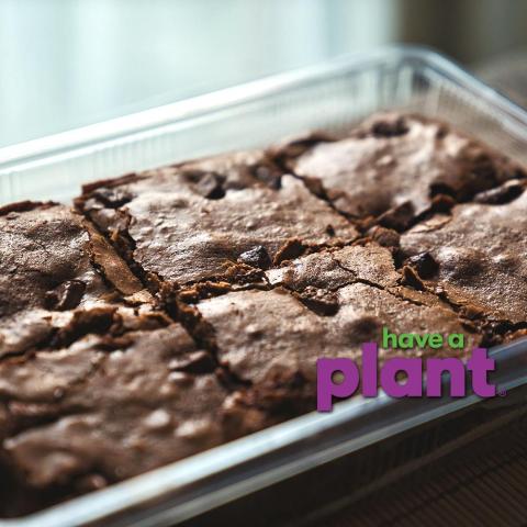 Rich and fudgy chocolate zucchini brownies, Have a Plant sponsor logo