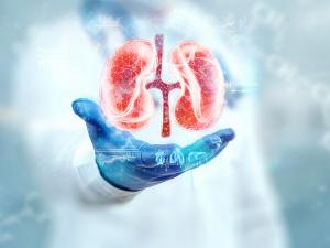 high-tech medical illustration of a kidney