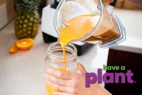 person pouring orange smoothie into a glass, Have a Plant logo