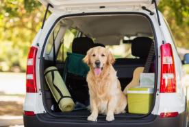 best_vehicle_in_2019_for_dog_owners_-_kidney_car_-_4mp.jpg