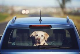 dog at the back of the car 