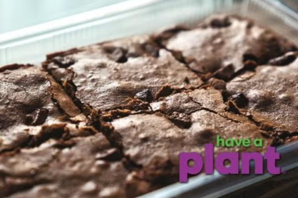 Chocolate Zucchini Brownies