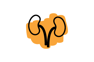 two kidneys icon