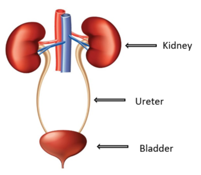 UTI  Kidney Chat
